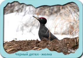 Черный дятел - желна, хозяйничает в муравейнике