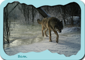 Волк. Фото сделано фотоловушкой